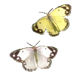 Schmeterlinge