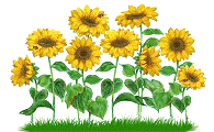 Sonnenblumen